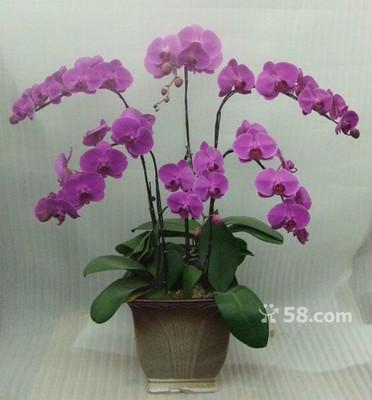 青島禮花傳情，品質服務隨心——58網鄰通專業禮品花卉銷售解決方案